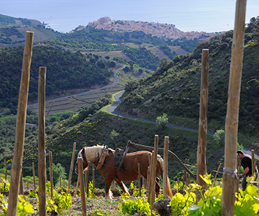 Domaine Augustin - Languedoc-Roussillon