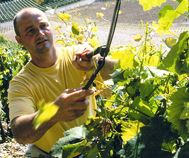 Domaine Franck Peillot - Bugey