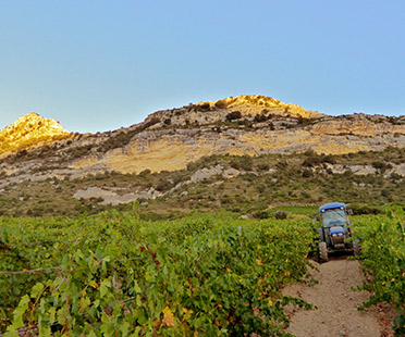 Domaine Jean-Baptiste Arena - Corse