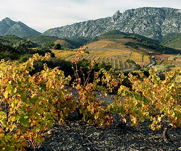 Domaine La Préceptorie - Languedoc-Roussillon