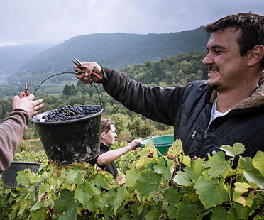 Domaine Reardat-Fache - Bugey